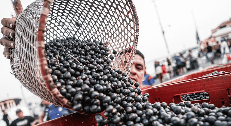 High stakes and high flavour: Indigenous chef brings Amazonian soul to COP30 High stakes and high flavour: Indigenous chef brings Amazonian soul to COP30