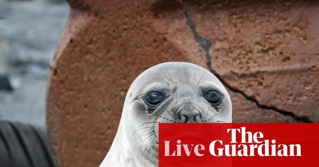 News live: fears highly contagious strain of H5 bird flu infected elephant seals on remote Australian island | Australia news
