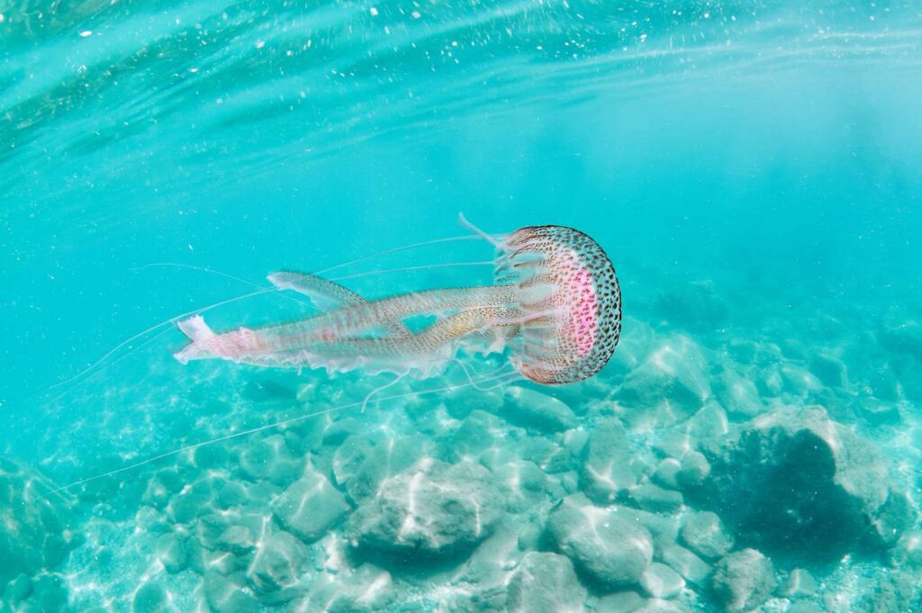 No, Peeing on a Jellyfish Sting Doesn’t Help—Here’s What Actually Works, According to Experts
