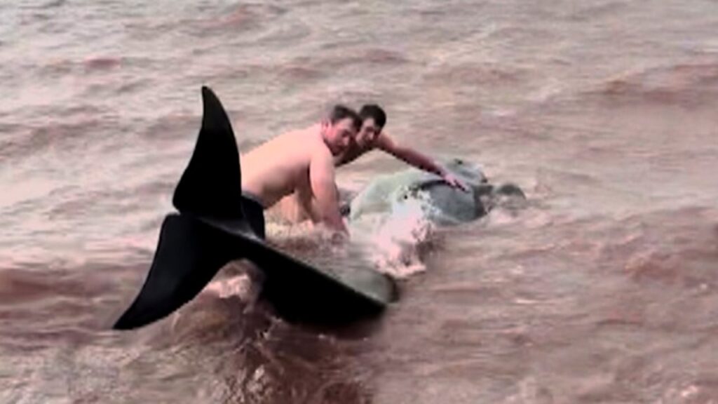 #TheMoment 2 bystanders jumped in to save stranded pilot whales in N.S. #TheMoment 2 bystanders jumped in to save stranded pilot whales in N.S.