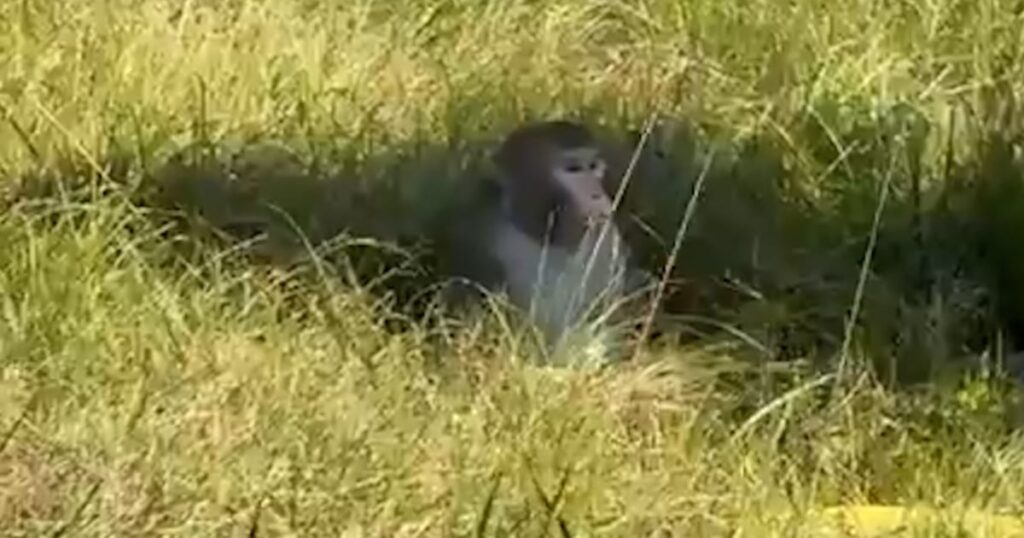 Truck transporting monkeys crashes in Mississippi Truck transporting monkeys crashes in Mississippi