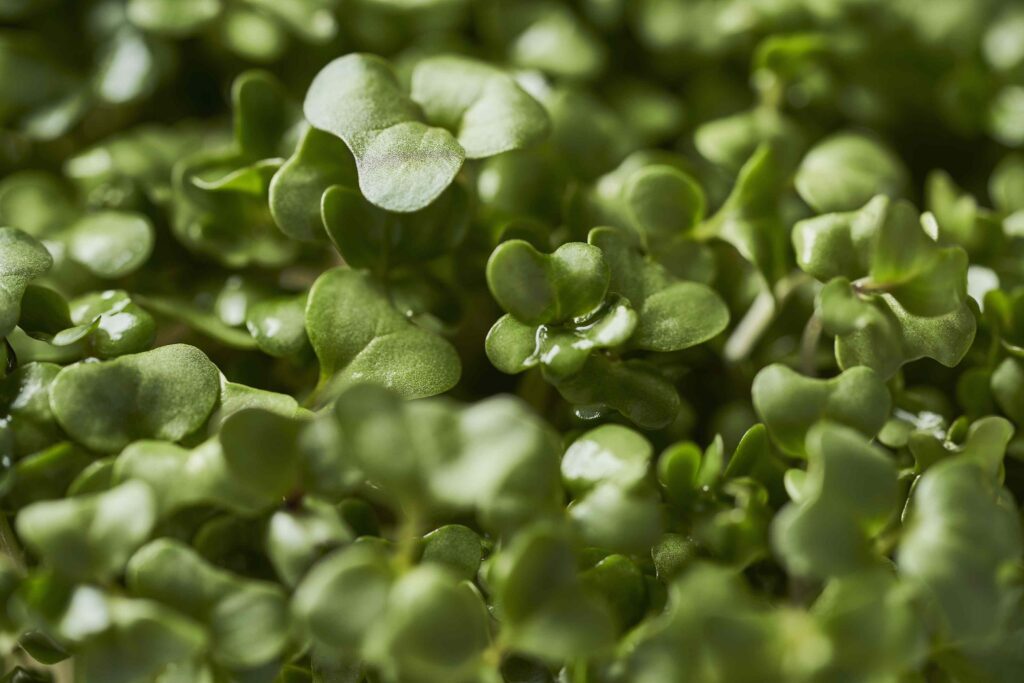 What Happens to Your Body When You Add Sulforaphane to Your Diet What Happens to Your Body When You Add Sulforaphane to Your Diet