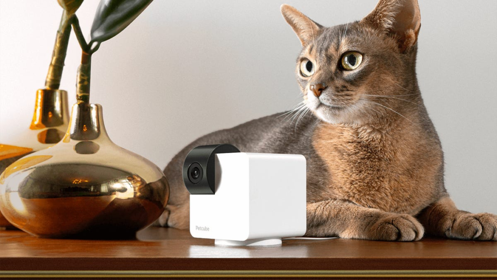 Best Home Pet Cams of 2025: Tested with Our Pets Best Home Pet Cams of 2025: Tested with Our Pets