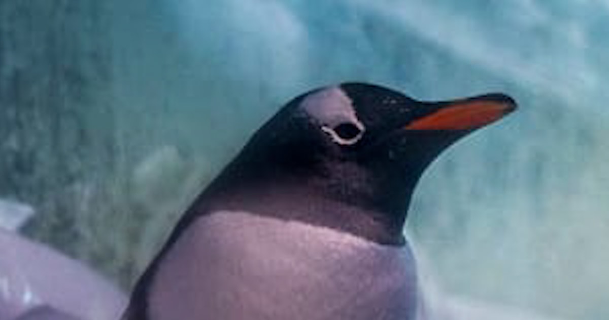 Campaign to move penguins 'trapped' in London aquarium basement