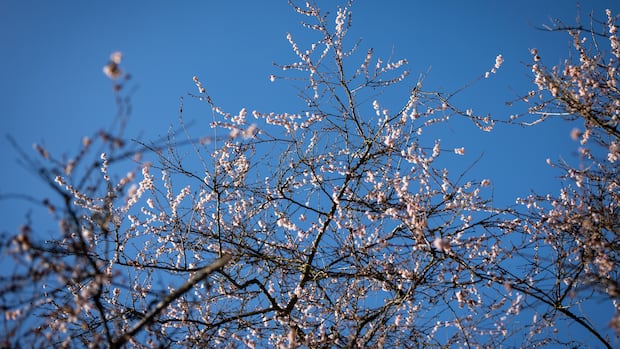 B.C.’s balmy January brings out blossoms, but a cold snap could put plants in peril B.C.'s balmy January brings out blossoms, but a cold snap could put plants in peril