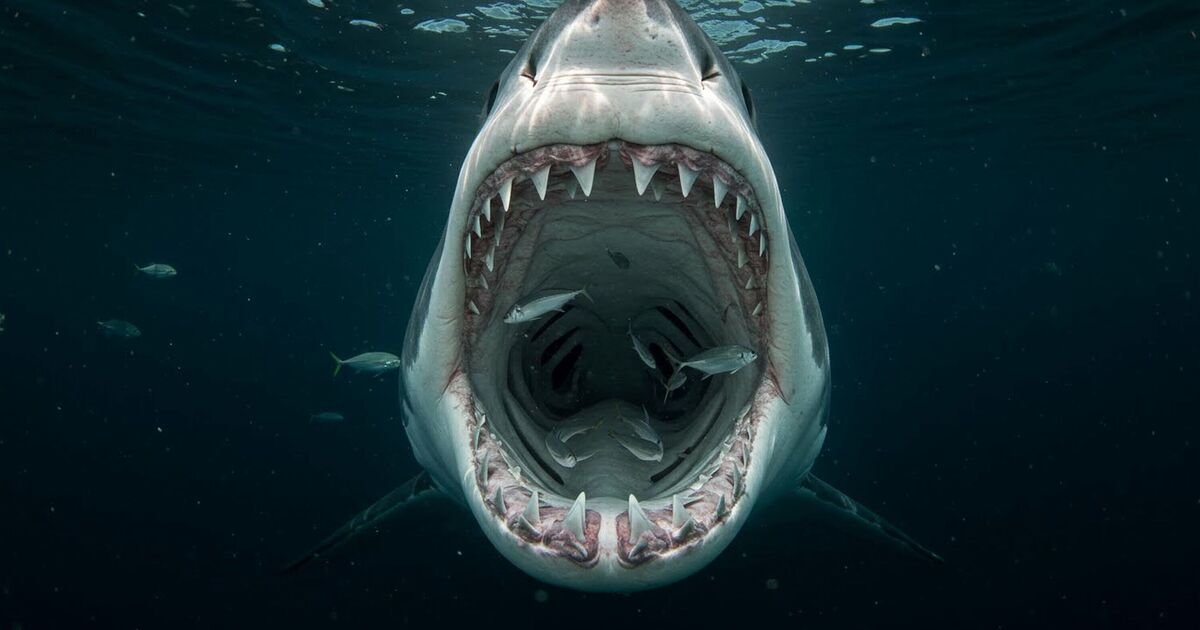 'I fought off Great White shark after chilling warning from daughter' | Weird | News