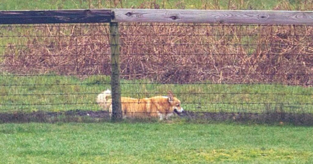 Late Queen's corgis seen in new photos near Andrew's home | Royal | News