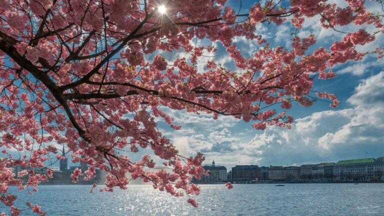 10 Destinations to See Cherry Blossoms Bloom Beyond Japan