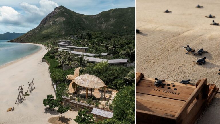 7 Resorts Where You Can Help Baby Turtles Reach the Sea