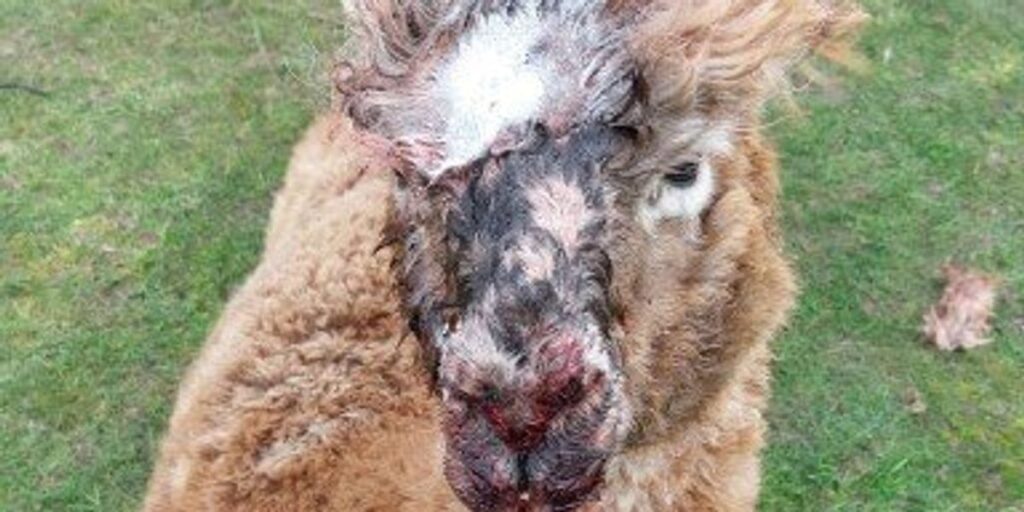 Four alpacas mauled to death by Rottweilers while two others seriously injured