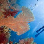 20 Best Snorkeling Destinations in the World for Beginners and Pros Alike