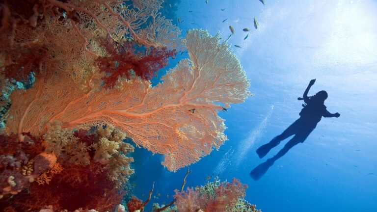 20 Best Snorkeling Destinations in the World for Beginners and Pros Alike