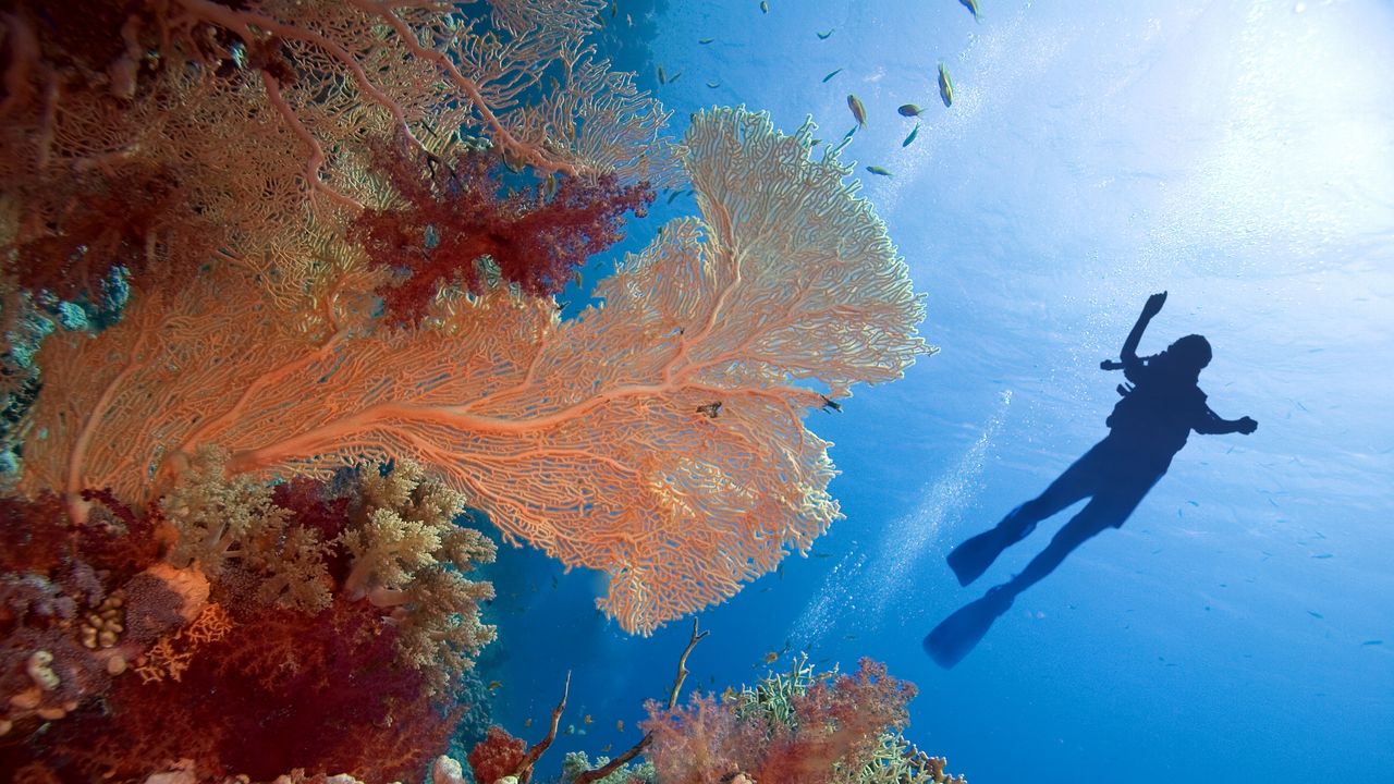 20 Best Snorkeling Destinations in the World for Beginners and Pros Alike