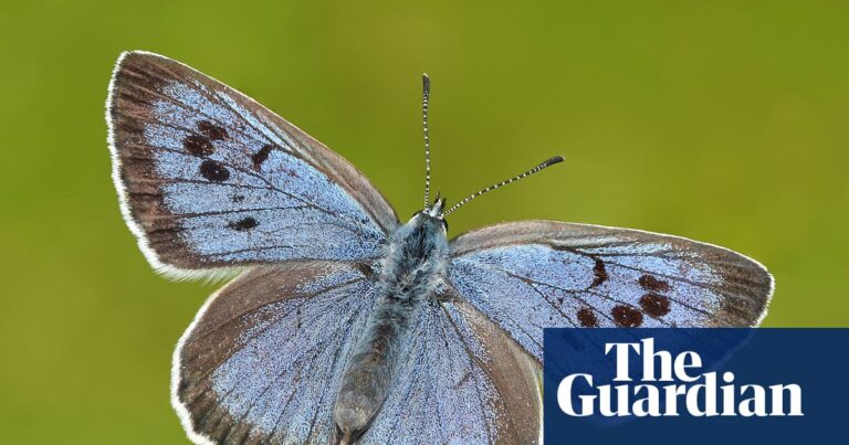 Britons to vote in inaugural contest to find nation’s favourite butterfly | Butterflies