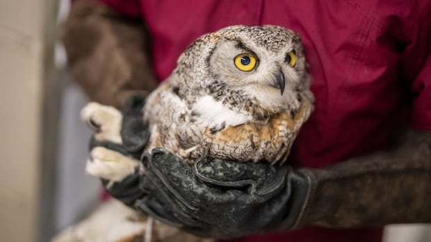 Casper the foster mom owl has raised hundreds of rescued owlets as her own