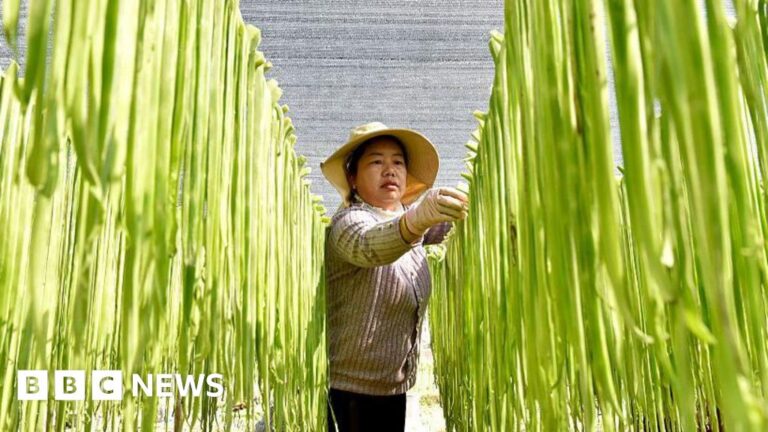 China should stop hoarding food and fertiliser, says former World Bank chief