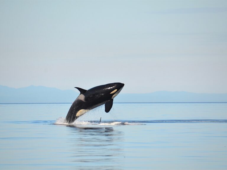 Even Harper ‘Did Not Put Extinction on the Table’