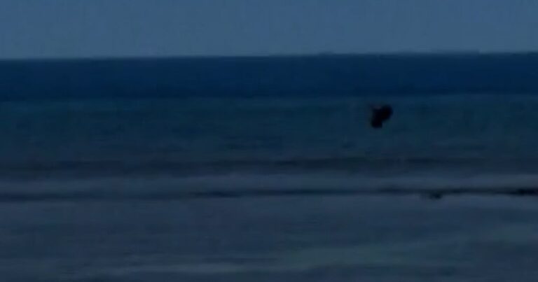 Man throws rock at endangered monk seal in Maui