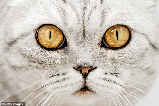 There are suspicions that a cat killer is on the loose in Coventry after the remains of several cats were found in a garden in the suburbs