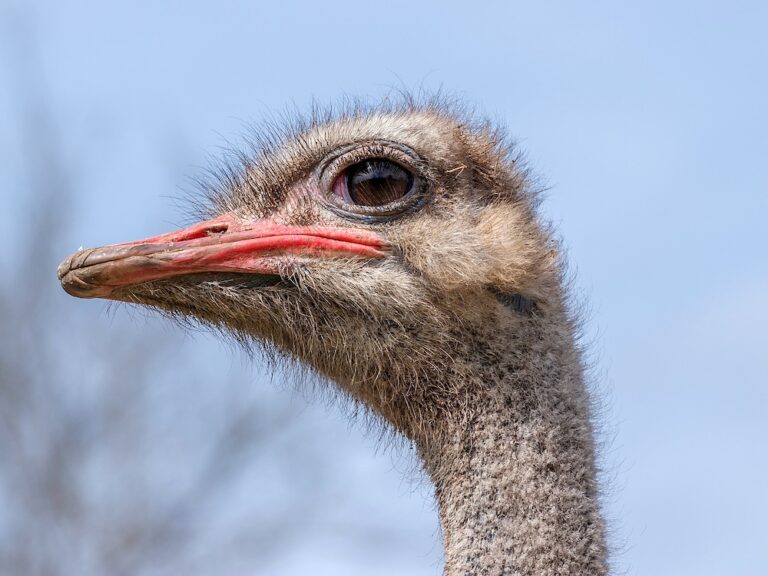 Owners of Controversial Ostrich Farm Plan New Venture on Vancouver Island