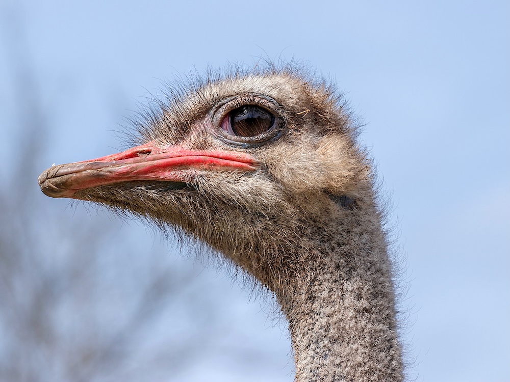 Owners of Controversial Ostrich Farm Plan New Venture on Vancouver Island