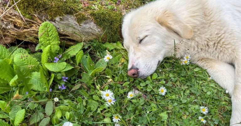RSPCA warns dog owners about 6 toxic plants to remove from garden