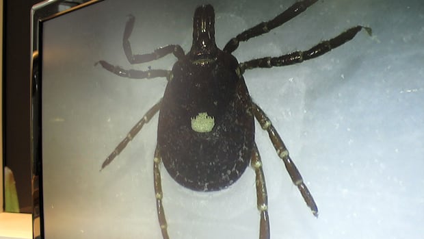 Scientists are warning Canadians to get ready for a U.S. tick invasion this year