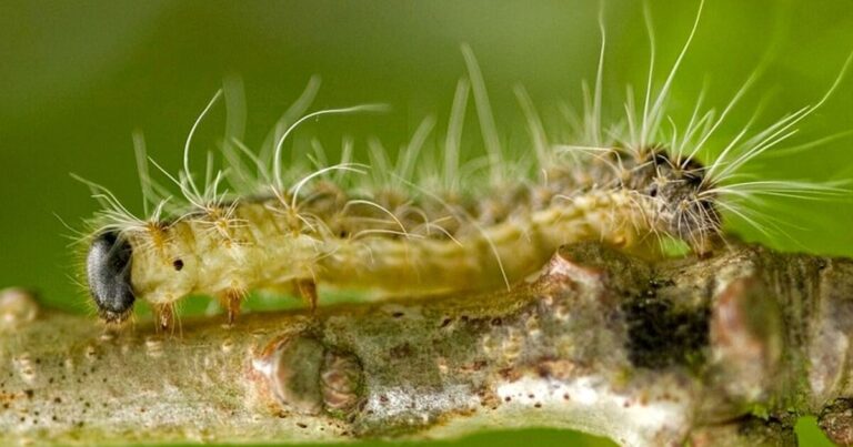 UK council issues urgent warning over dangerous caterpillars | UK | News