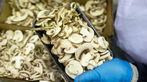 U.S. to slap tariffs on Canadian mushrooms as growers warn of broader risks for agriculture
