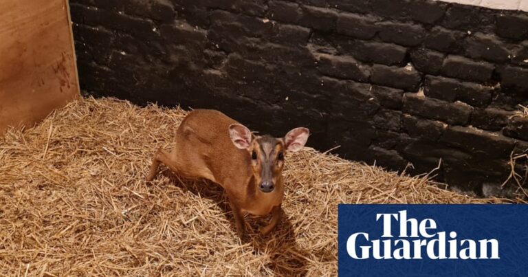 ‘There’s a deer trapped in an escalator’: muntjac rescued from Norwich M&S | Norwich