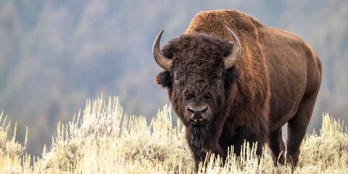 Boy, 12, struck by 900kg bison in shocking attack as child rushed to hospital