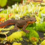 A brown and orange newt on green lichen.