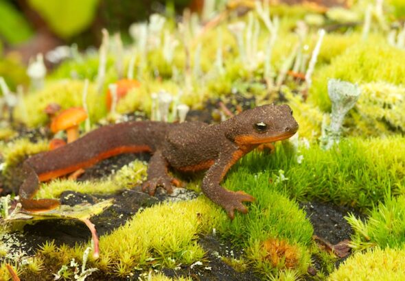 A brown and orange newt on green lichen.