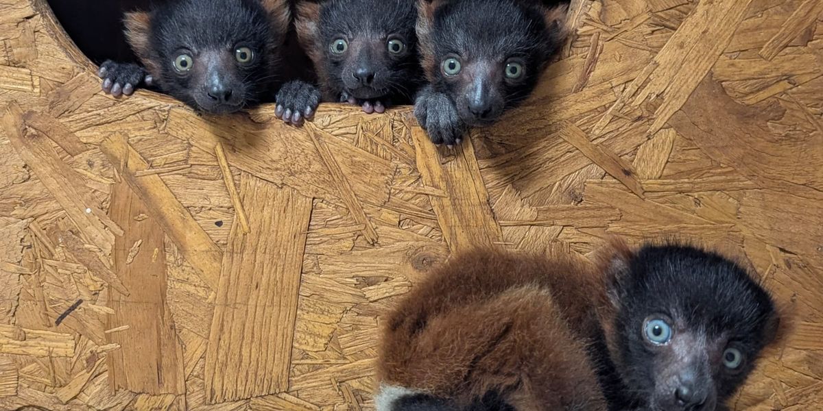 Devon news: Wildlife trust celebrates birth of rare lemur quadruplets