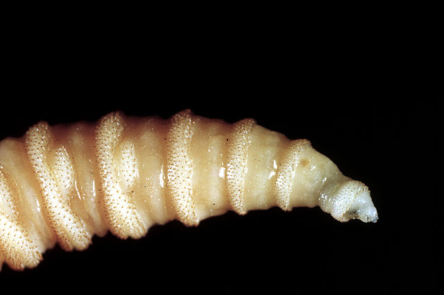 Flesh-eating screwworm infection confirmed in South Texas, USDA says
