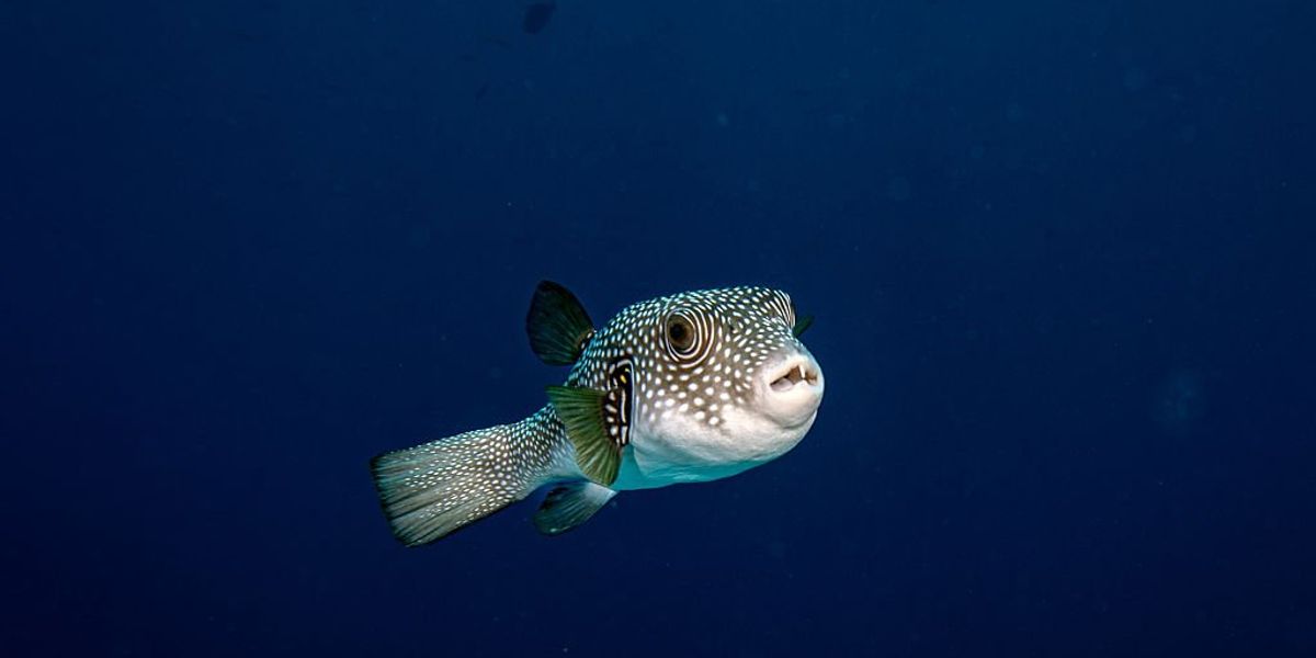 Razor-toothed poisonous pufferfish causing havoc in popular British tourist hotspot