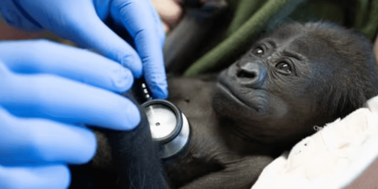 Science breakthrough: Zoo delivered adorable baby gorilla by c-section