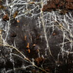 Threads of underground fungal networks are long enough to reach beyond the Solar System