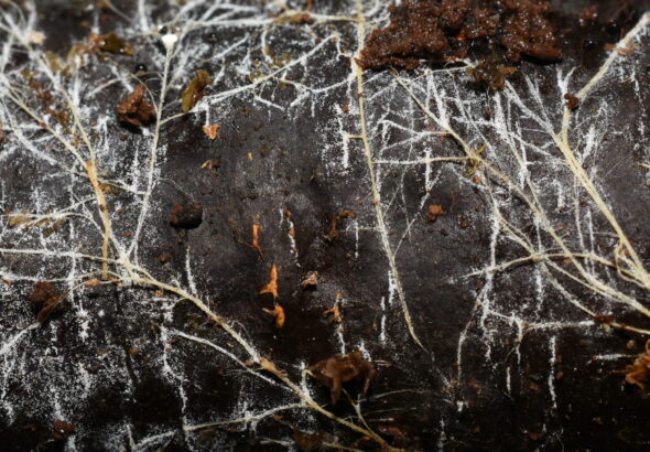 Threads of underground fungal networks are long enough to reach beyond the Solar System