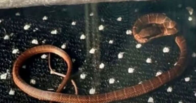 'Venomous' snake escapes on packed TUI flight bound for UK | World | News