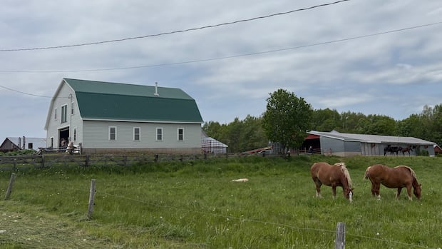 'You got to hold back tears': N.B. farmer watches family history sold off piece by piece