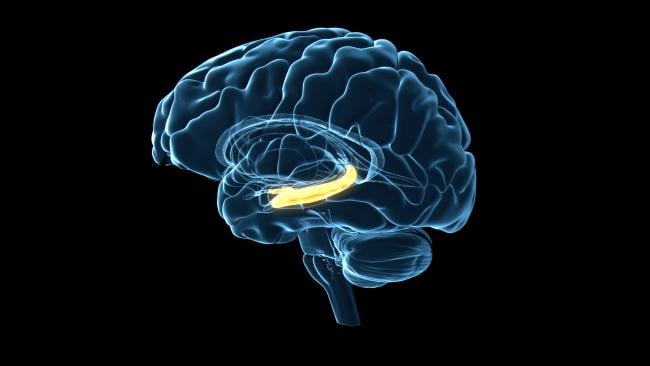 Brain immunity may undergo a major midlife overhaul
