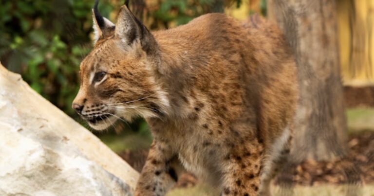 Caged lynx rescued from Putin's bombs walks on grass for first time in UK forever home | UK | News