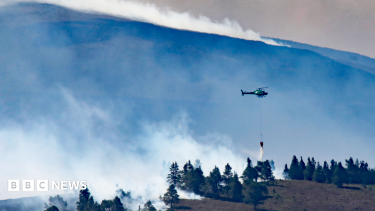 Wild fire