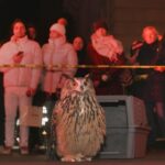 Flaco the Owl Can Still Change Your Life