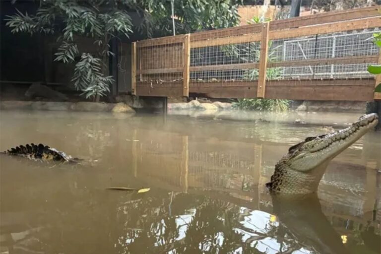 Major fundraiser update after boy, 3, ‘thrown into crocodile pit’ at zoo