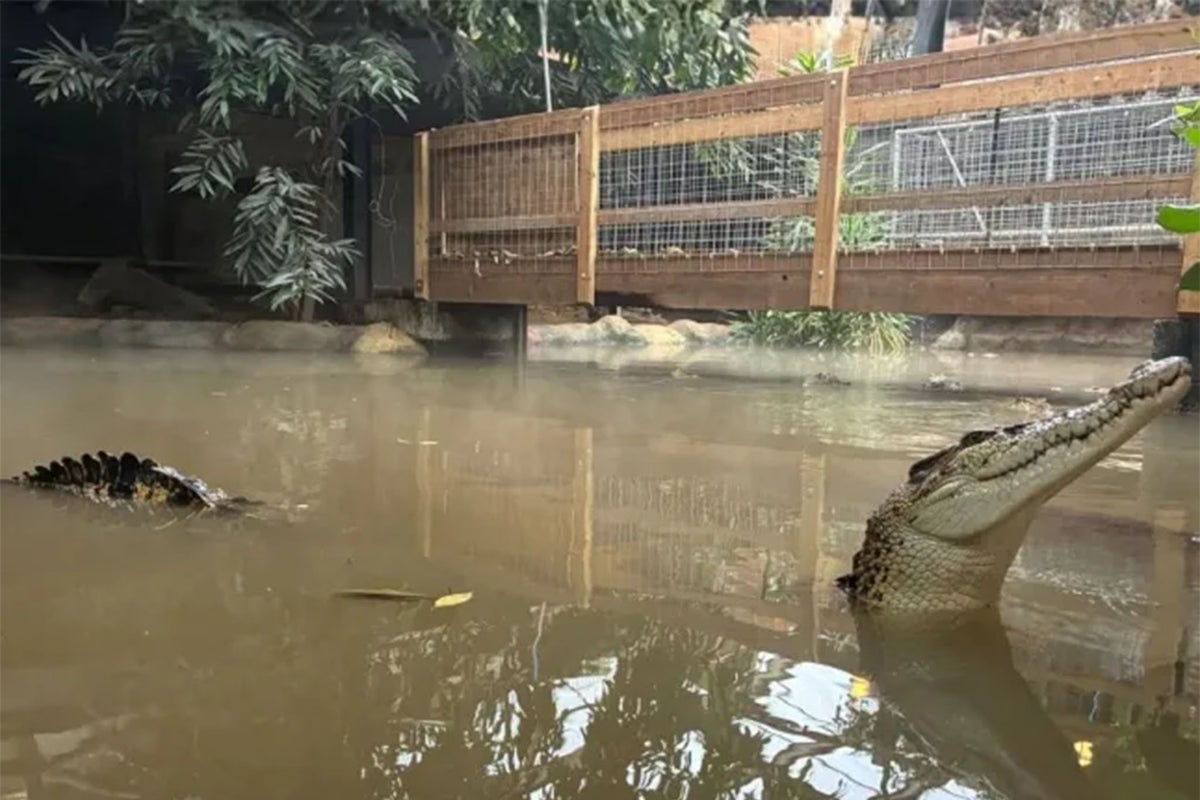 Major fundraiser update after boy, 3, ‘thrown into crocodile pit’ at zoo