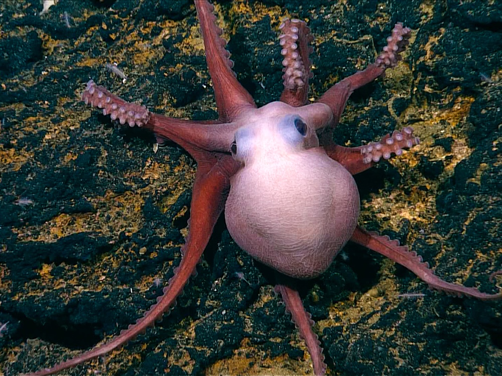 A pale red octopus stretches out its tentacles on a rock.