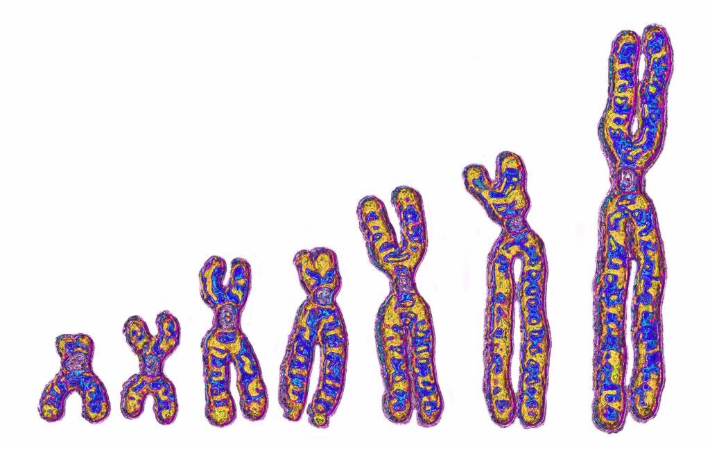 A colored images meant to represent a number of human chromosomes.
