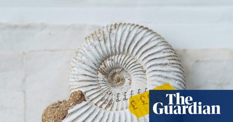 One of UK’s best fossil collections sold overseas in ‘loss to the nation’ | Fossils
